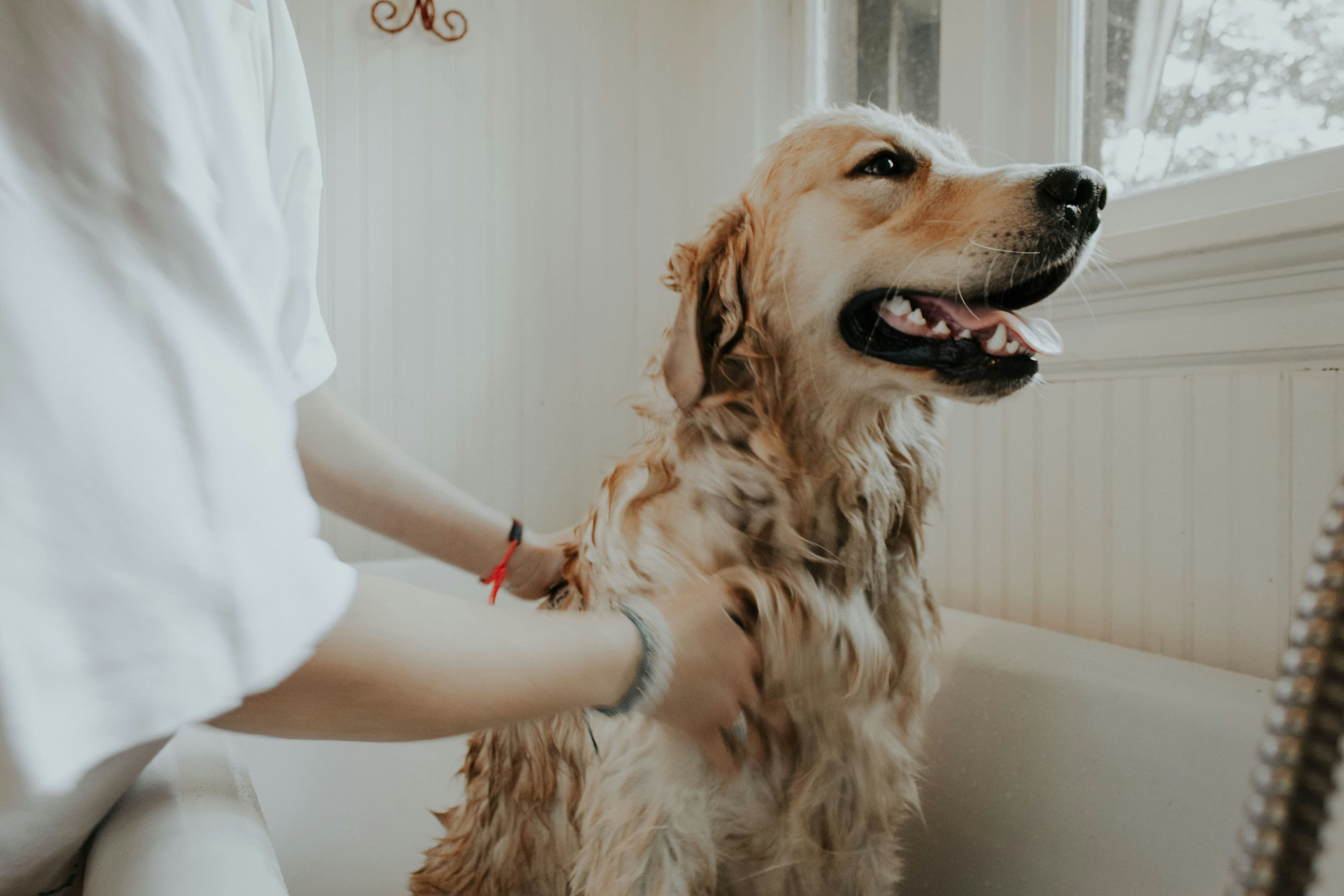 Pet medicine